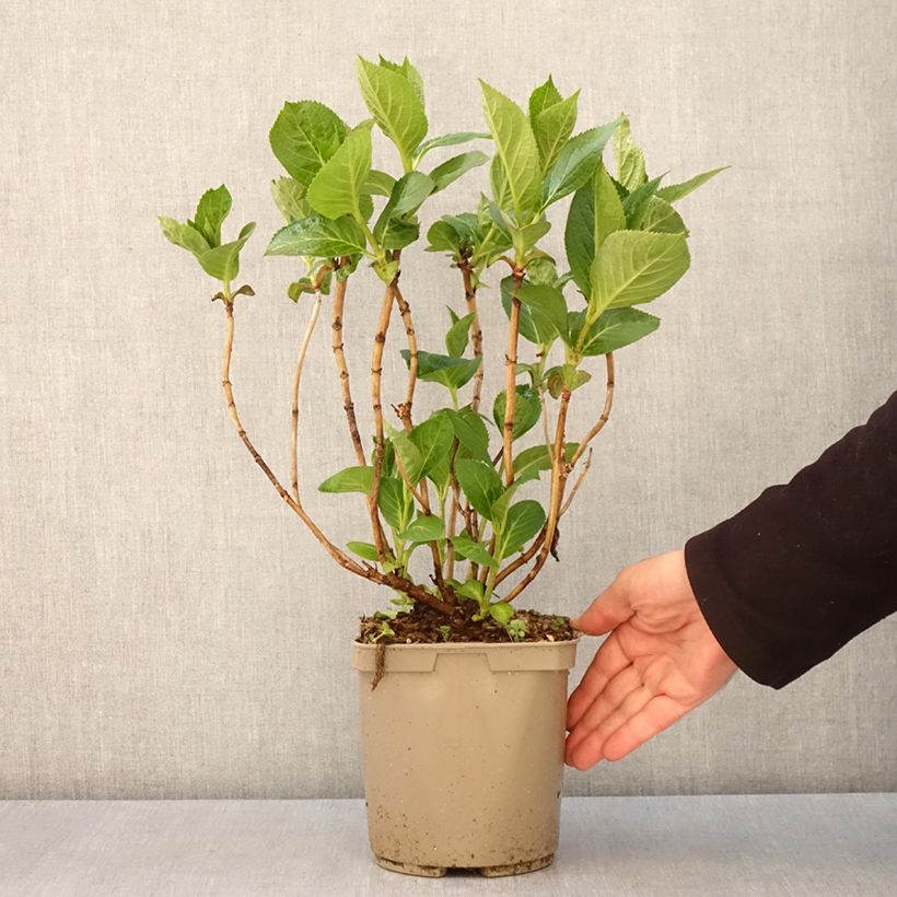 Exemplaar van Hydrangea macrophylla Rahic - Bolhortensia Pot van 3 l/4 l zoals geleverd in de lente