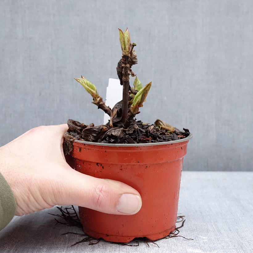 Example of Hortensia - Hydrangea macrophylla Rebellion Choco Love Pot van 12 cm / 13 cm as you get in hiver