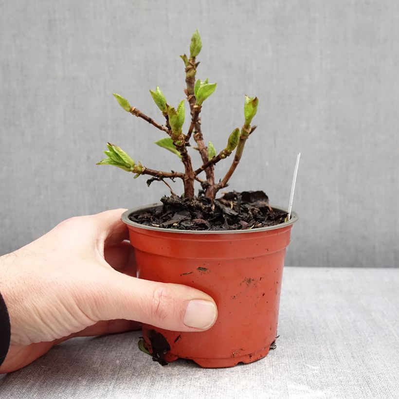 Exemplaar van Hydrangea macrophylla Ferrari Love - Bolhortensia Pot van 12 cm / 13 cm zoals geleverd in de winter