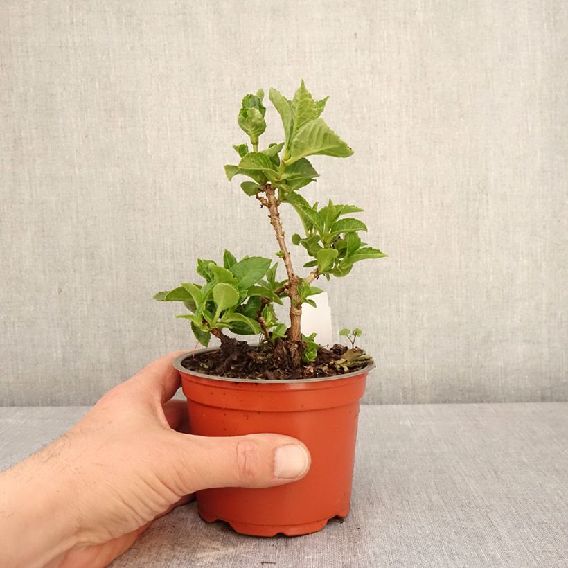 Exemplaar van Hydrangea macrophylla Ferrari Love - Bolhortensia Pot van 12 cm / 13 cm zoals geleverd in de lente