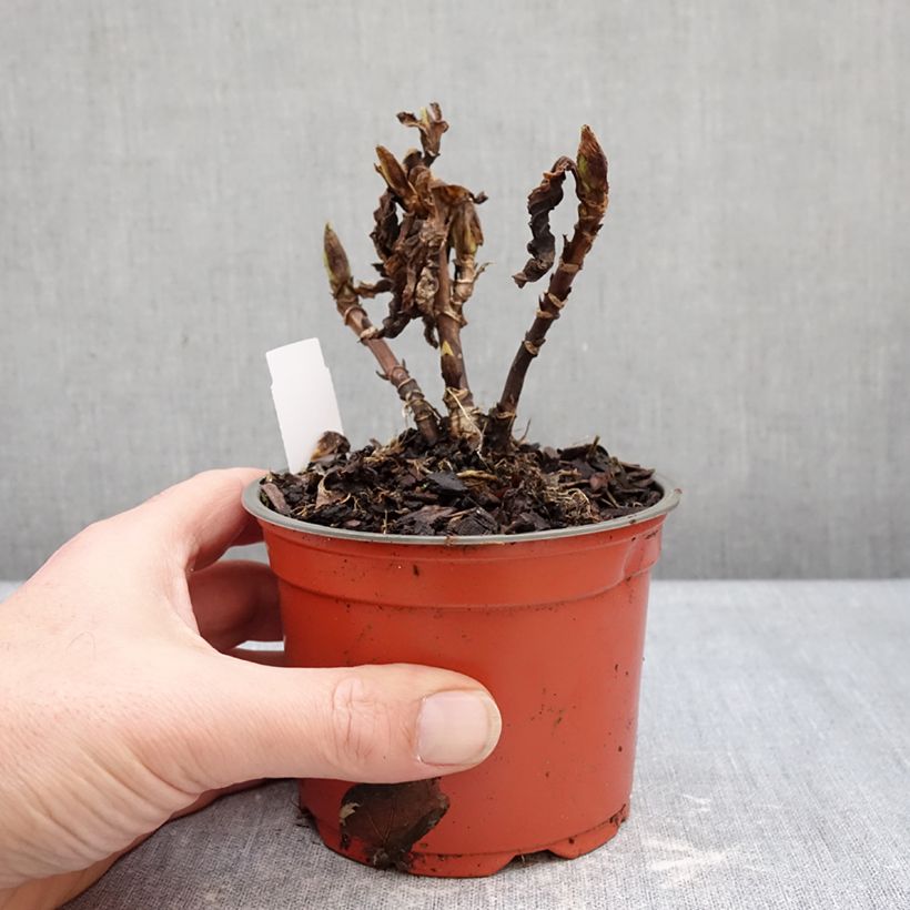 Exemplaar van Hydrangea macrophylla Rebellion Red Love - Bolhortensia Pot van 12 cm / 13 cm zoals geleverd in de winter