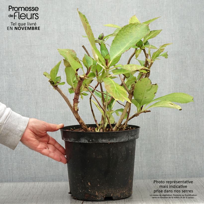 Exemplaar van Hydrangea macrophylla Red Ace - Bolhortensia Pot van 4 l/5 l zoals geleverd in de herfst
