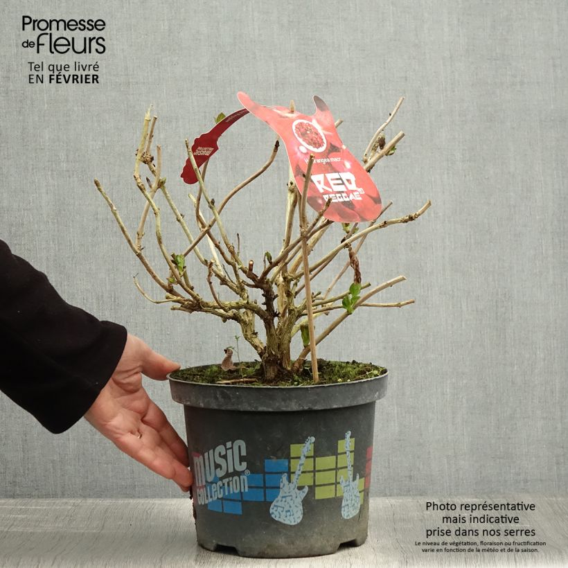 Example of Hortensia - Hydrangea macrophylla Red Reggae (Music Collection) Pot van 4 l/5 l as you get in hiver