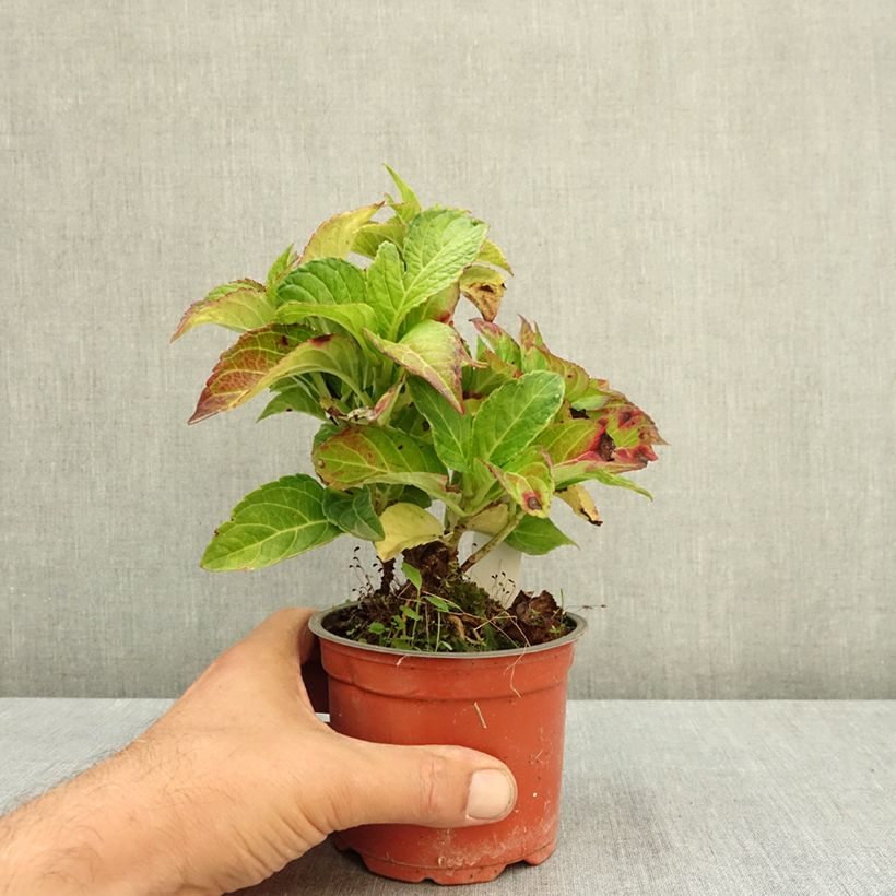 Exemplaar van Hydrangea macrophylla Elegant Rosa - Hortensia Pot van 12 cm / 13 cm zoals geleverd in de zomer