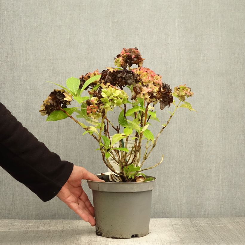 Exemplaar van Hydrangea macrophylla Schloss Wackerbarth - Bolhortensia Pot van 3 l/4 l zoals geleverd in de herfst