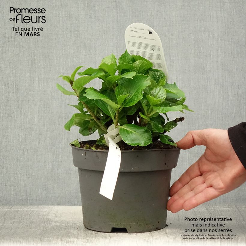 Exemplaar van Hydrangea macrophylla Schneeball - Bolhortensia Pot van 2 l/3 l zoals geleverd in de lente