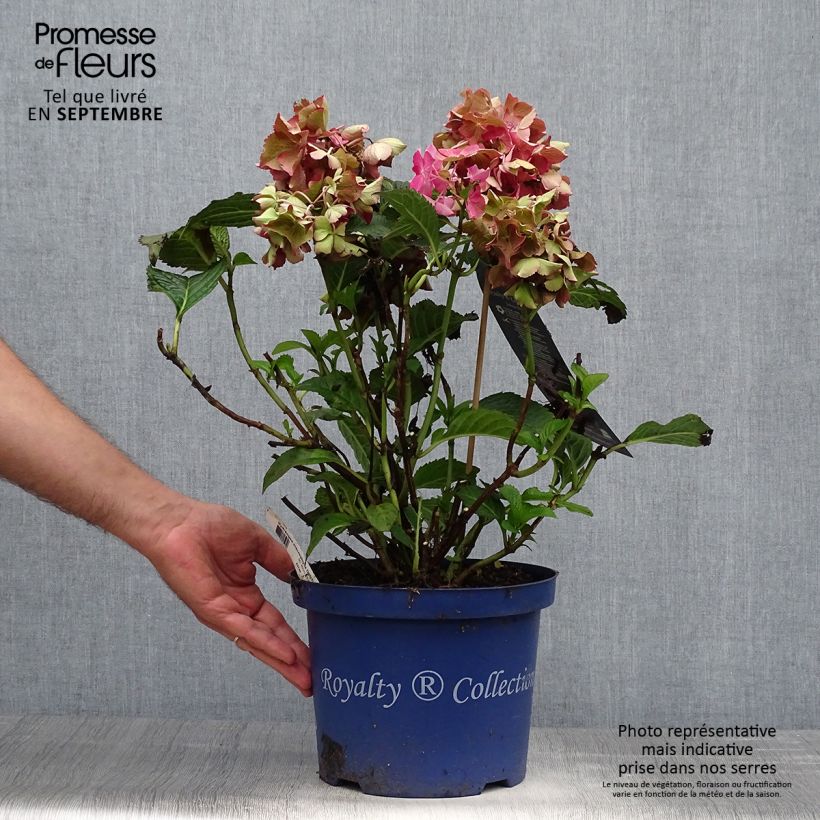 Exemplaar van Hydrangea macrophylla Dutch Ladies Selma - Bolhortensia Pot van 4 l/5 l zoals geleverd in de herfst