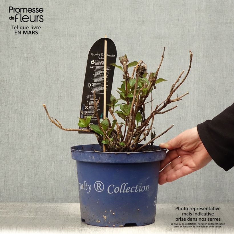 Exemplaar van Hydrangea macrophylla Dutch Ladies Selma - Bolhortensia Pot van 4 l/5 l zoals geleverd in de lente