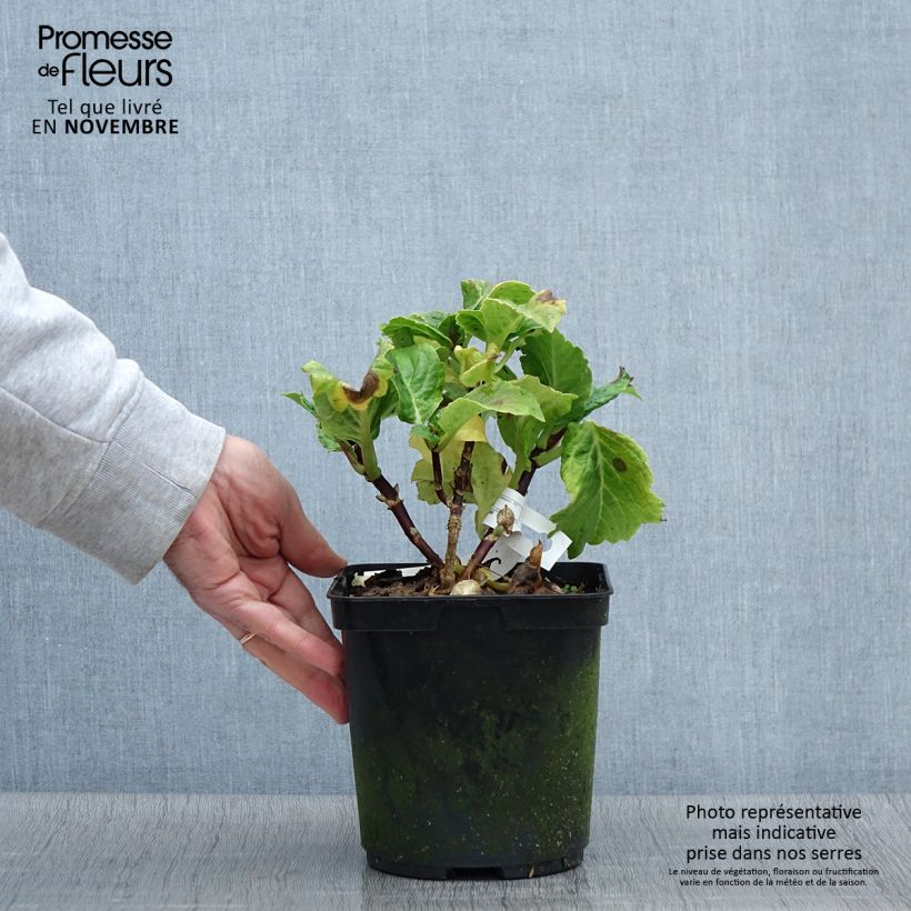 Exemplaar van Hydrangea macrophylla So Long Aya - Boerenhortensia Pot van 3 l/4 l zoals geleverd in de herfst