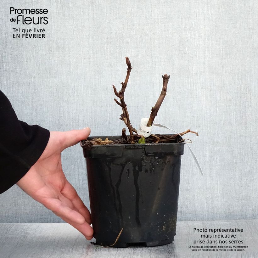 Example of Hortensia macrophylla So Long Aya Pot van 3 l/4 l as you get in hiver