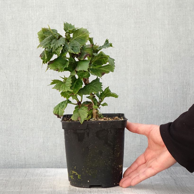 Exemplaar van Hydrangea macrophylla So Long Aya - Boerenhortensia Pot van 3 l/4 l zoals geleverd in de lente