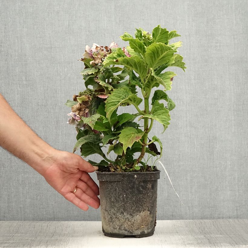 Exemplaar van Bolhortensia So Long Starlit Sky Pot van 3 l/4 l zoals geleverd in de zomer
