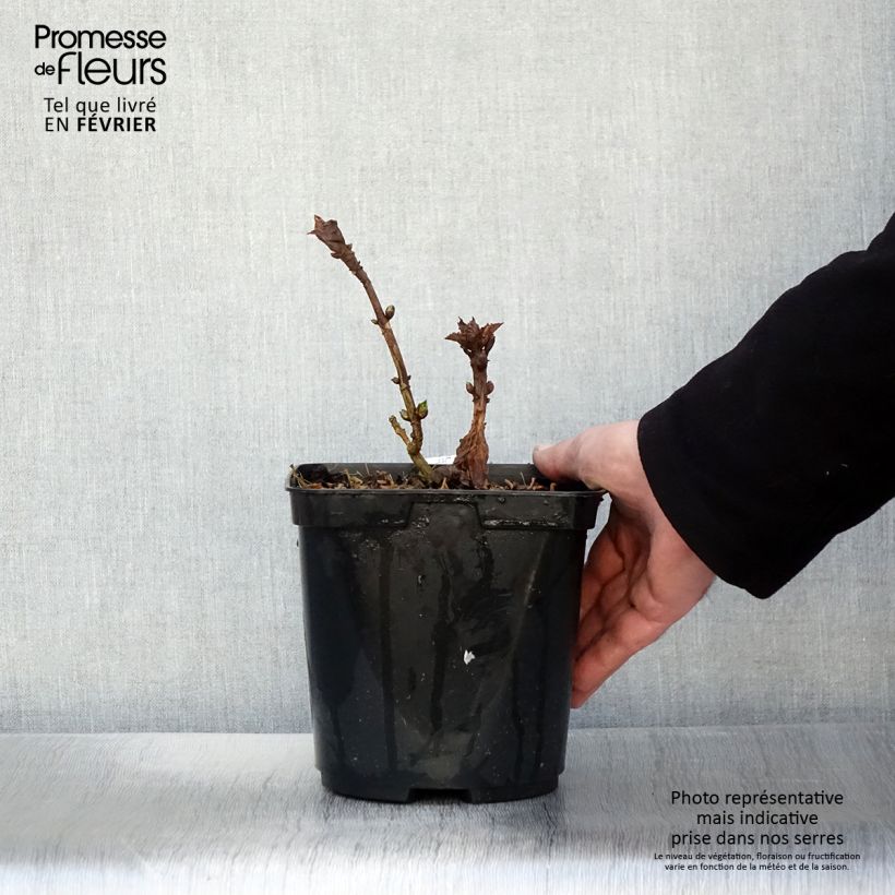 Example of Hortensia macrophylla So Long Starlit Sky Pot van 3 l/4 l as you get in hiver