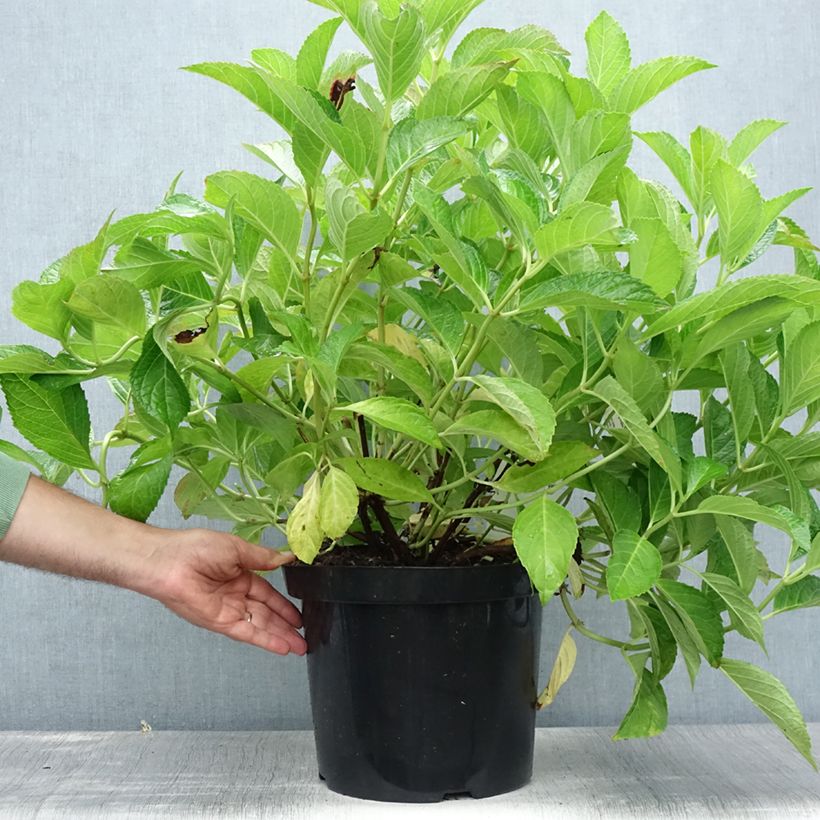 Exemplaar van Hydrangea macrophylla Soeur Thérèse - Bolhortensia Pot van 7,5 l/10 l zoals geleverd in de zomer