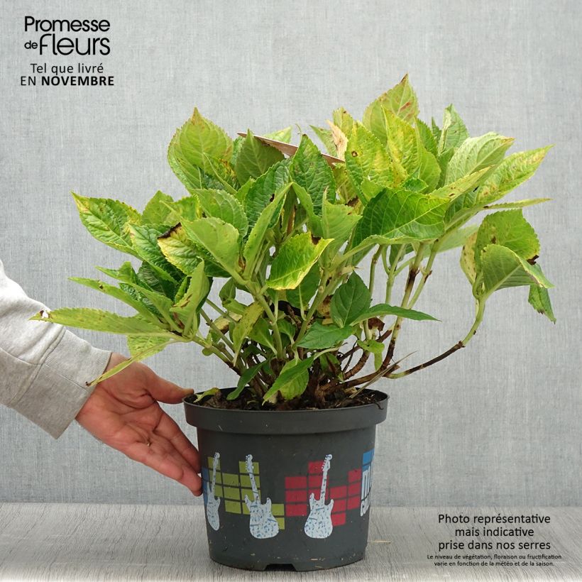 Exemplaar van Hydrangea macrophylla Soft Pink Salsa - Boerenhortensia Pot van 4 l/5 l zoals geleverd in de herfst