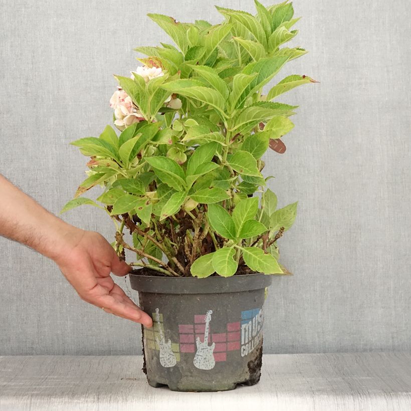 Exemplaar van Hydrangea macrophylla Soft Pink Salsa - Boerenhortensia Pot van 4 l/5 l zoals geleverd in de zomer