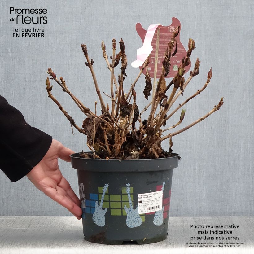 Example of Hortensia - Hydrangea macrophylla Soft Pink Salsa Pot van 4 l/5 l as you get in hiver