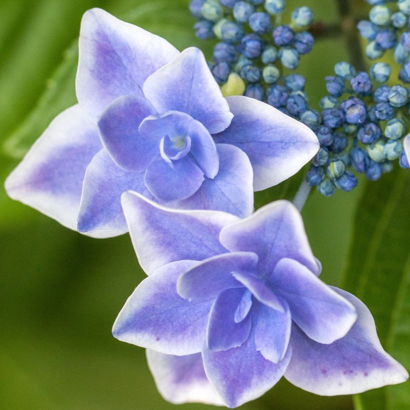 Hydrangea macrophylla Star Gazer - Bolhortensia (Flowering)