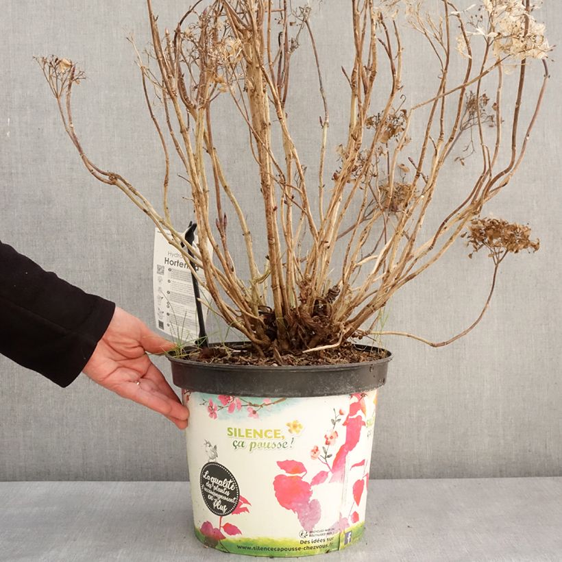 Example of Hydrangea macrophylla Star Gazer - Bolhortensia Pot van 7,5 l/10 l as you get in hiver