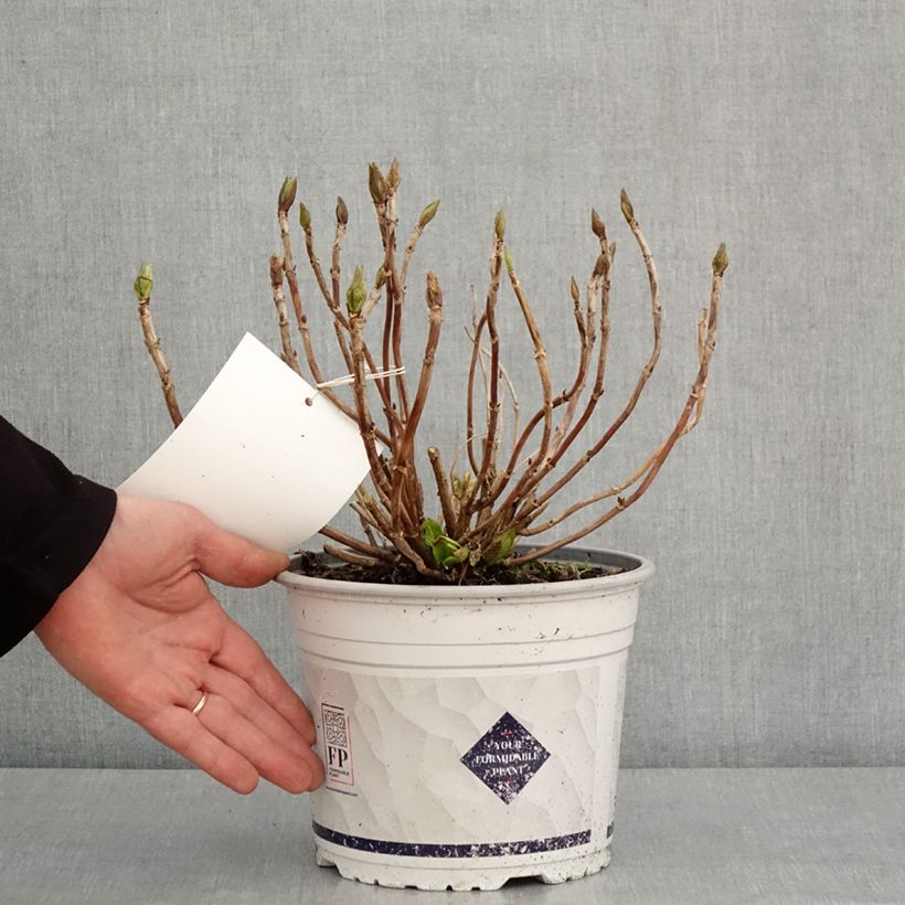 Example of Hortensia - Hydrangea macrophylla Stellar rose Pot van 4 l/5 l as you get in hiver