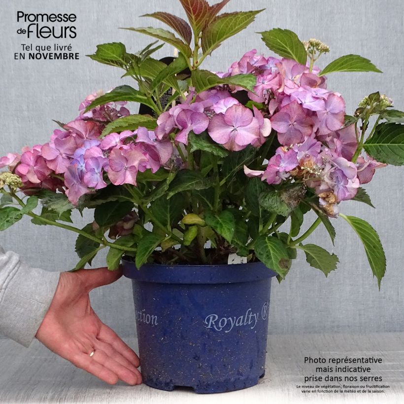 Exemplaar van Hydrangea macrophylla Tiffany - Bolhortensia Pot van 4 l/5 l zoals geleverd in de herfst