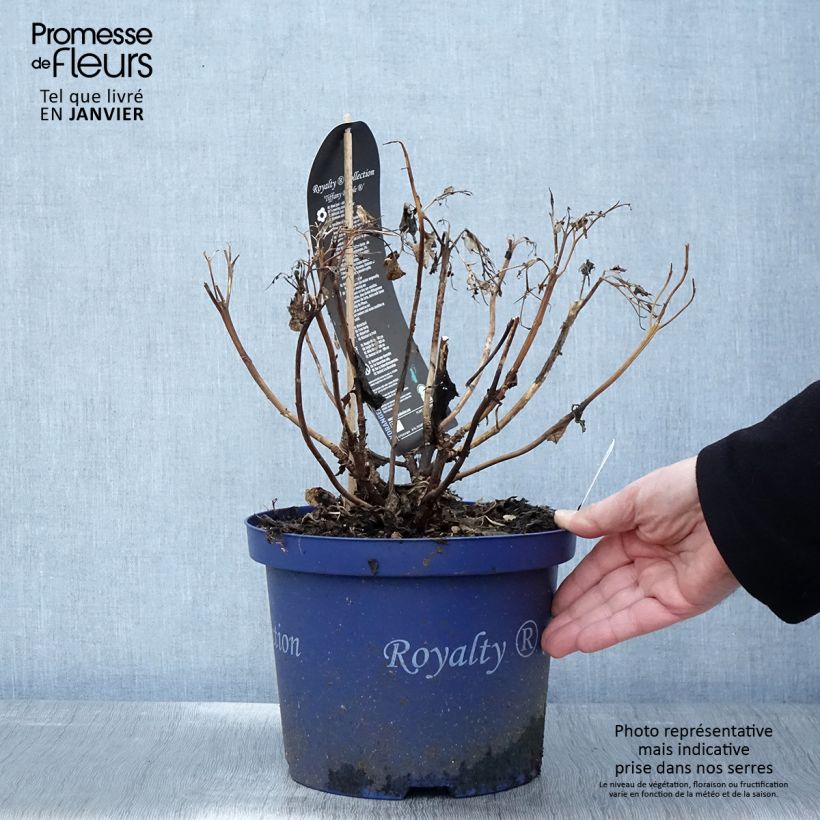 Example of Hydrangea macrophylla Tiffany - Bolhortensia Pot van 4 l/5 l as you get in hiver