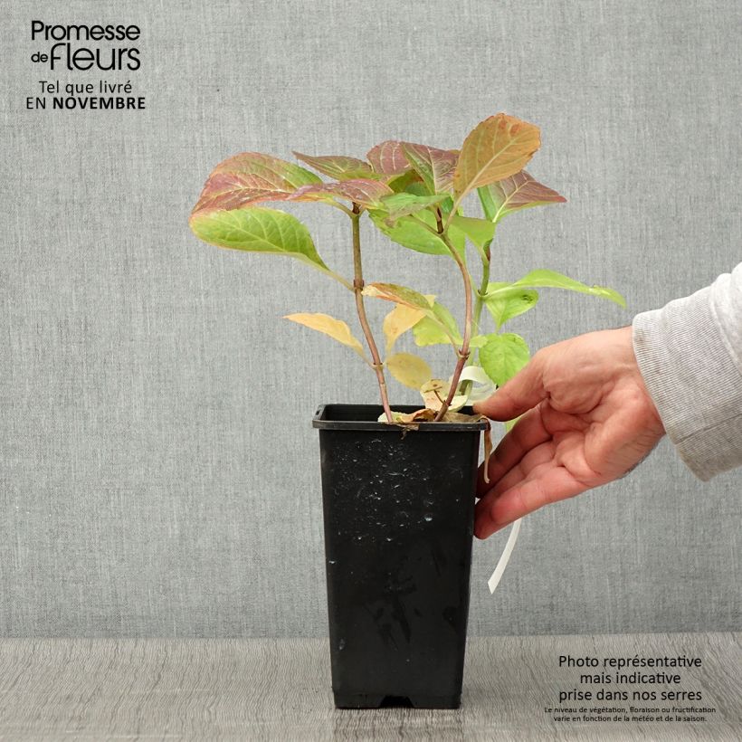 Exemplaar van Hydrangea macrophylla Tinkerbell - Schermhortensia Pot van 1,5 l/2 l zoals geleverd in de herfst