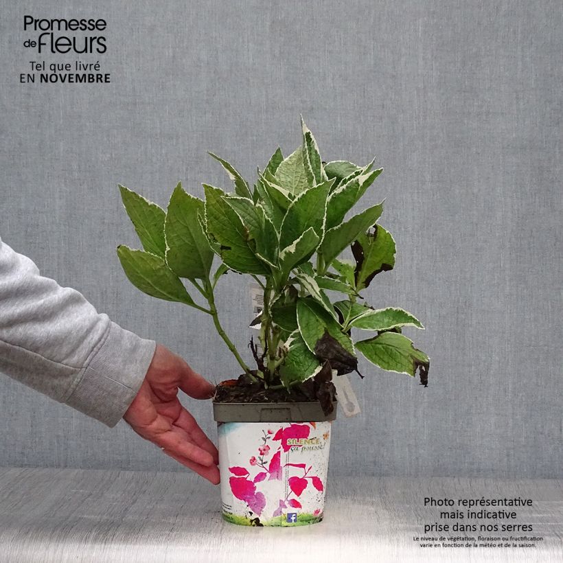 Exemplaar van Hydrangea macrophylla Tricolor - Schermhortensia Pot van 2 l/3 l zoals geleverd in de herfst