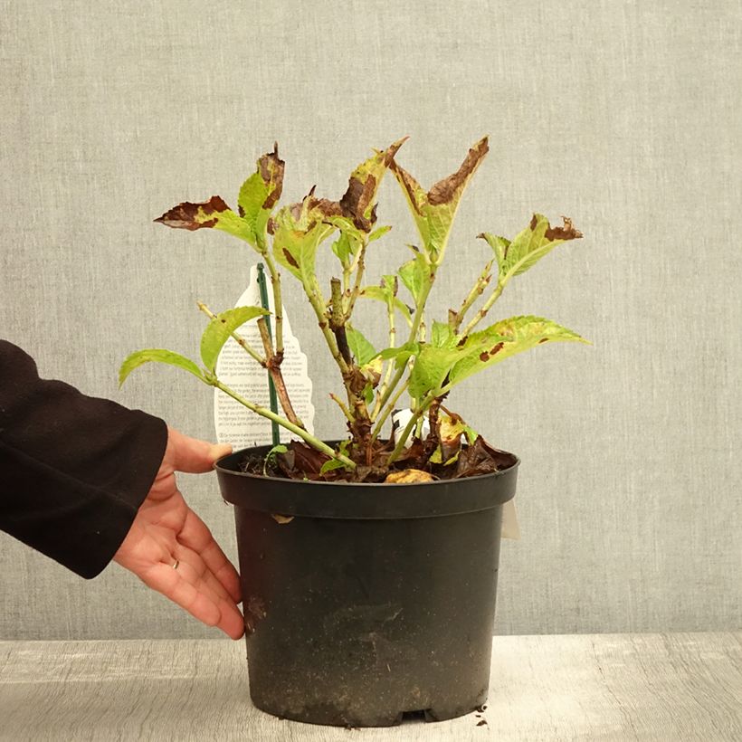 Exemplaar van Hydrangea macrophylla Verdi - Bolhortensia Pot van 4 l/5 l zoals geleverd in de herfst