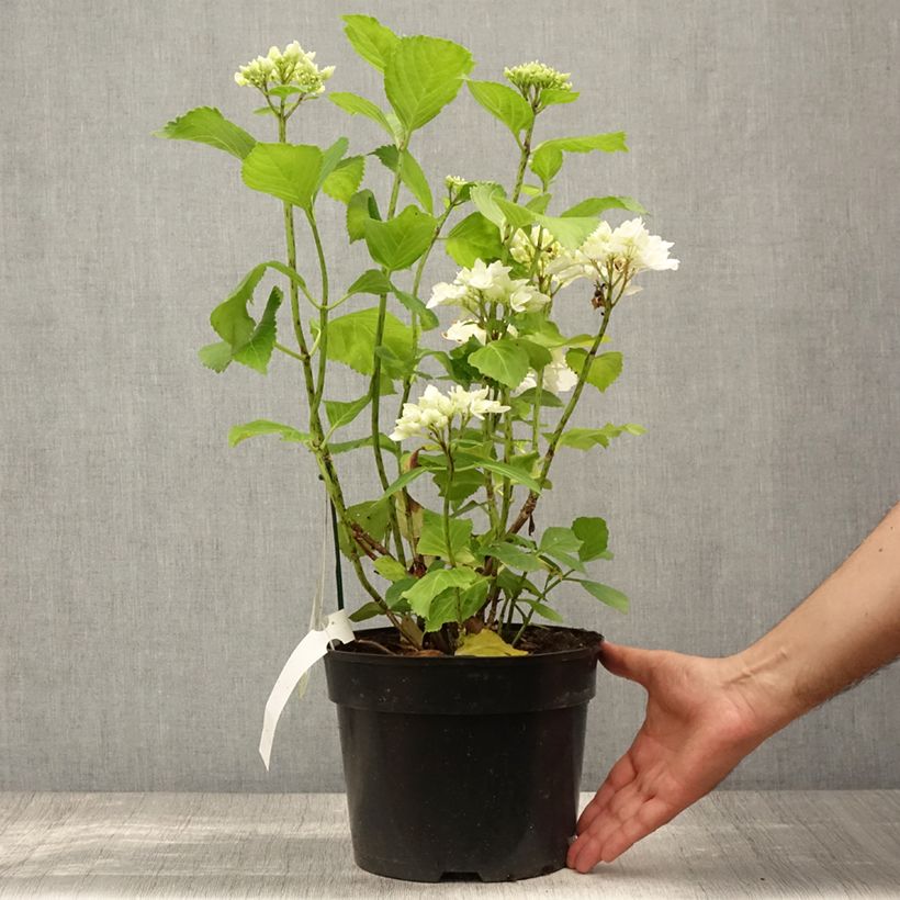 Exemplaar van Hydrangea macrophylla Verdi - Bolhortensia Pot van 4 l/5 l zoals geleverd in de zomer