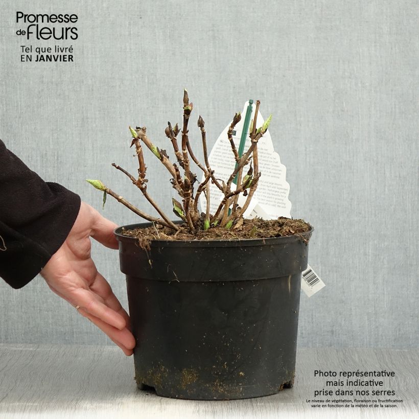 Example of Hortensia - Hydrangea macrophylla Verdi Pot van 4 l/5 l as you get in hiver