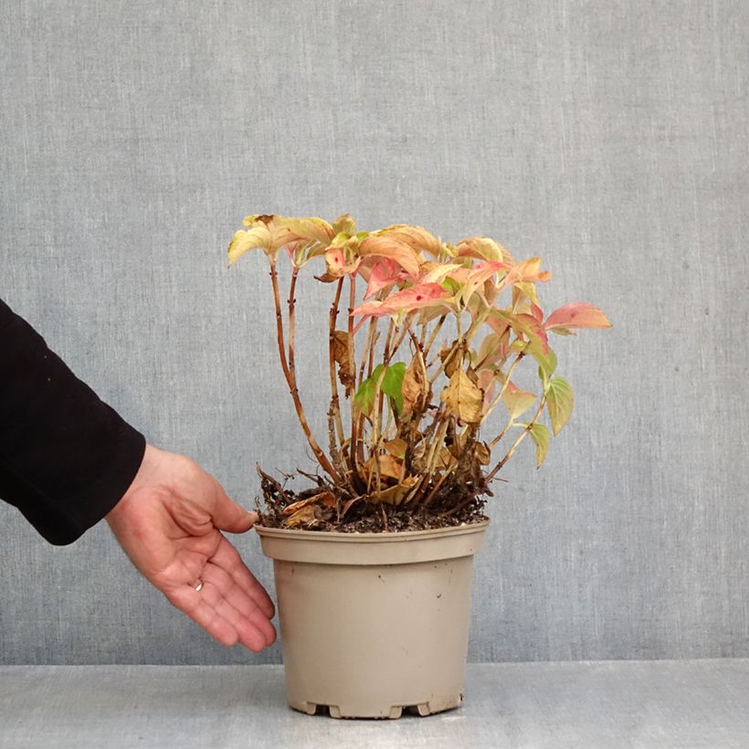 Exemplaar van Hortensia - Hydrangea macrophylla Wudu zoals geleverd in de herfst