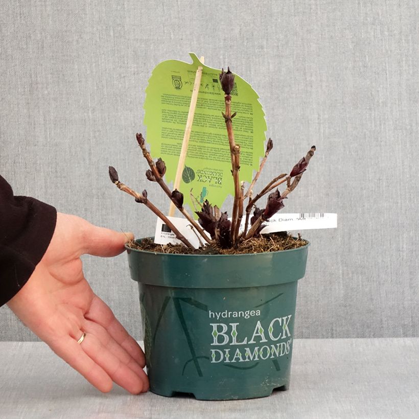 Example of Hydrangea After Midnight - Schermhortensia Pot van 2 l/3 l as you get in hiver