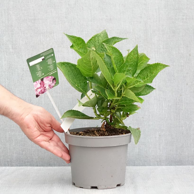 Exemplaar van Hydrangea macrophylla You and Me Forever - Bolhortensia Pot van 2 l/3 l zoals geleverd in de herfst