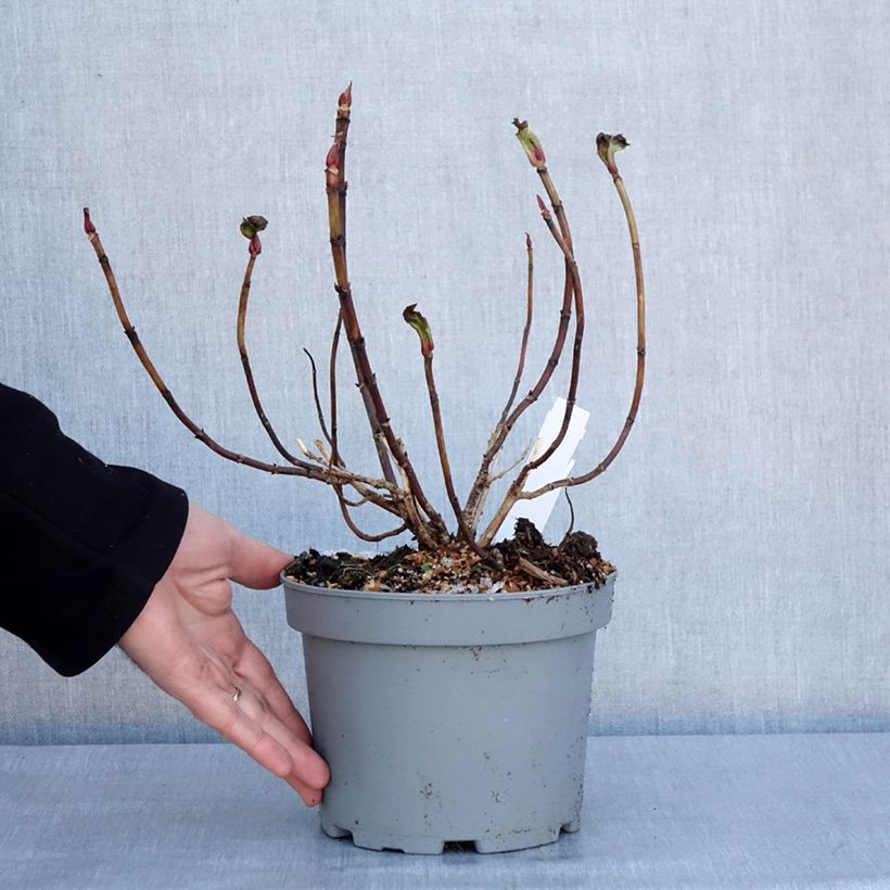 Example of Hortensia - Hydrangea macrophylla You and Me Forever Pot van 2 l/3 l as you get in hiver