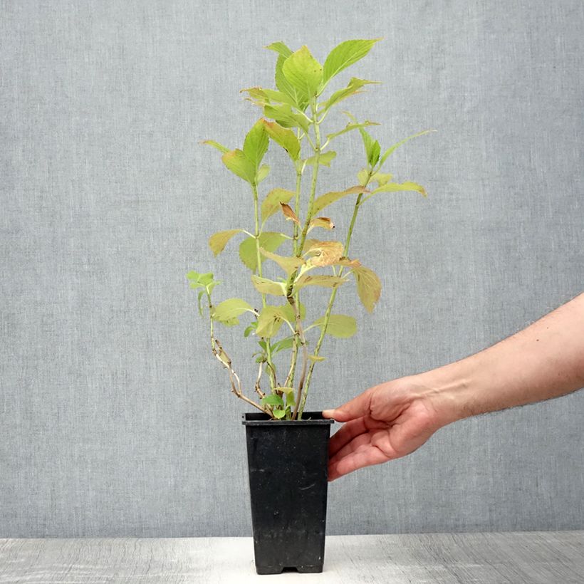 Exemplaar van Hydrangea macrophylla You and Me Inspire - Bolhortensia Pot van 1,5 l/2 l zoals geleverd in de zomer