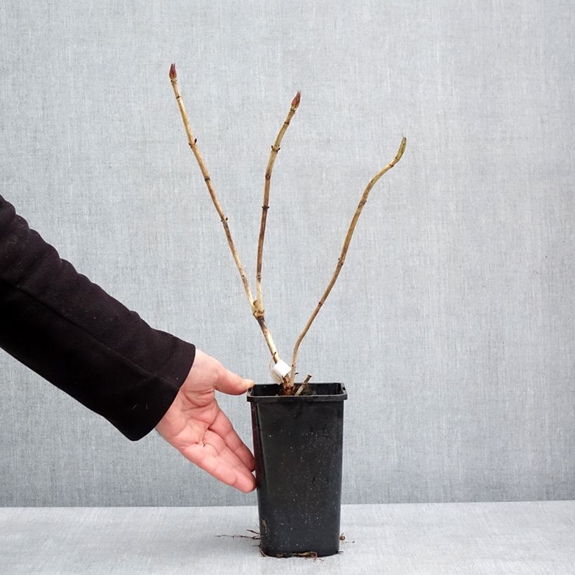 Example of Hortensia - Hydrangea macrophylla You and Me 'Inspire' Pot van 1,5 l/2 l as you get in hiver