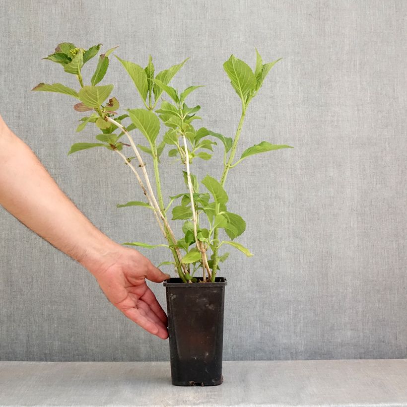 Exemplaar van Hydrangea macrophylla You and Me Inspire - Bolhortensia Pot van 1,5 l/2 l zoals geleverd in de lente