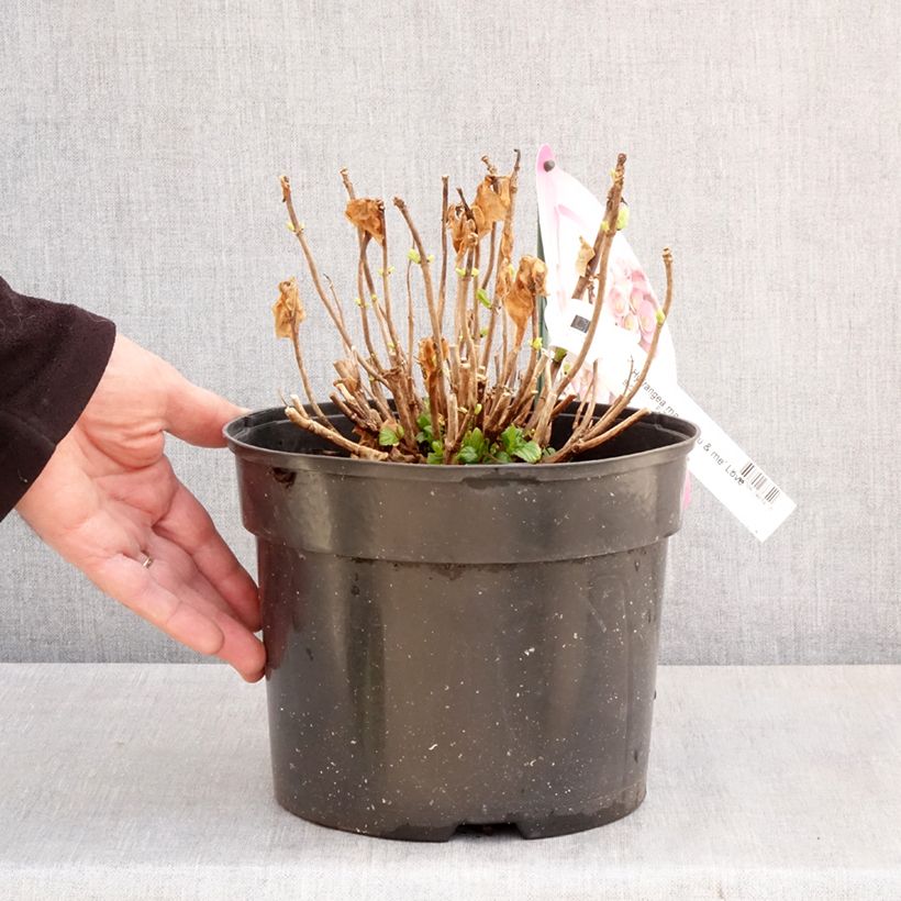 Example of Hortensia - Hydrangea macrophylla You and Me Love Pot van 3 l/4 l as you get in printemps