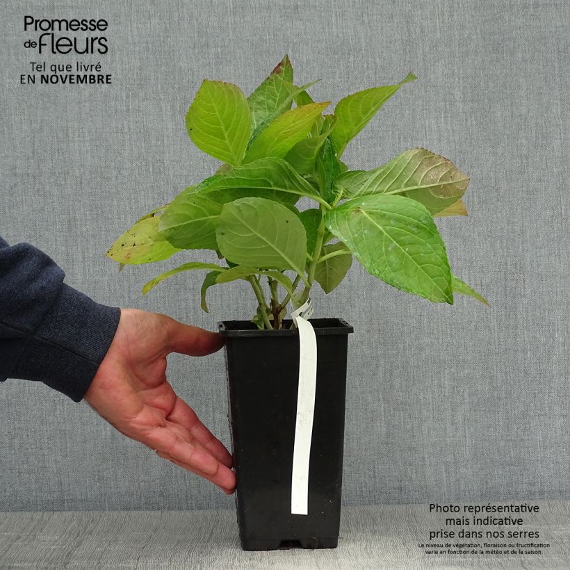 Exemplaar van Hydrangea macrophylla You and Me Romance - Bolhortensia Pot van 1,5 l/2 l zoals geleverd in de herfst