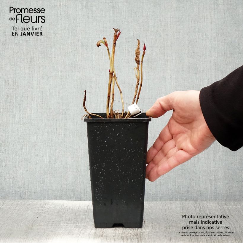 Example of Hydrangea macrophylla You and Me Romance - Bolhortensia Pot van 1,5 l/2 l as you get in hiver