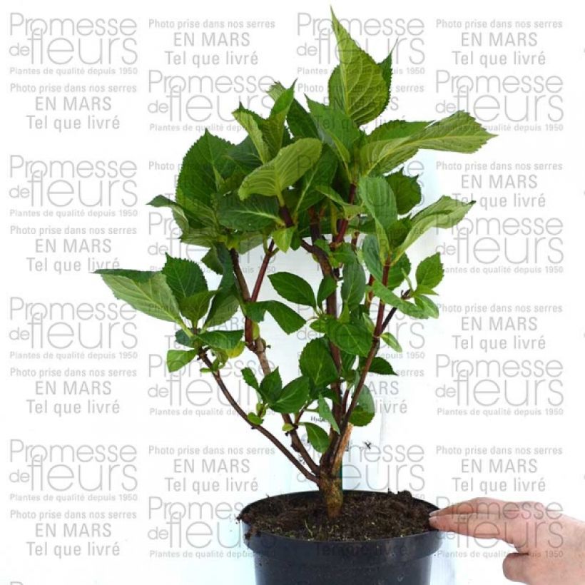 Voorbeeld van een exemplaar van Hortensia - Hydrangea macrophylla Zorro Pot de 2L/3L zoals geleverd