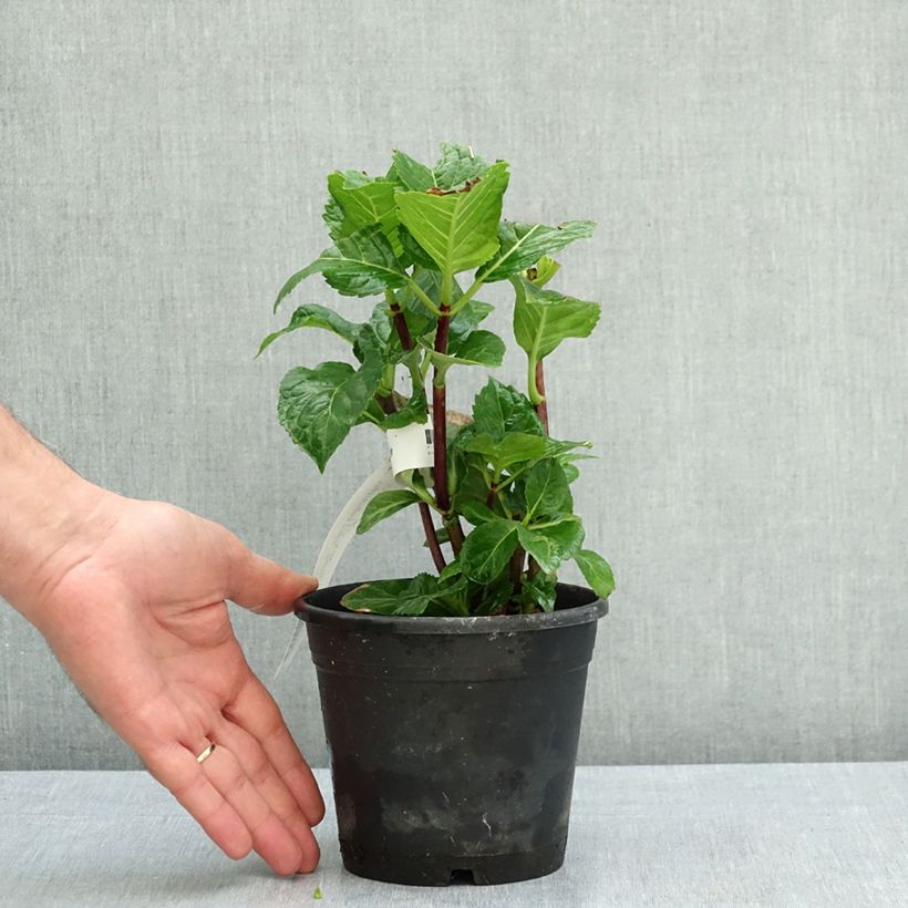 Exemplaar van Hydrangea macrophylla Zorro blauw - Schermhortensia Pot van 1 l/1,5 l zoals geleverd in de zomer