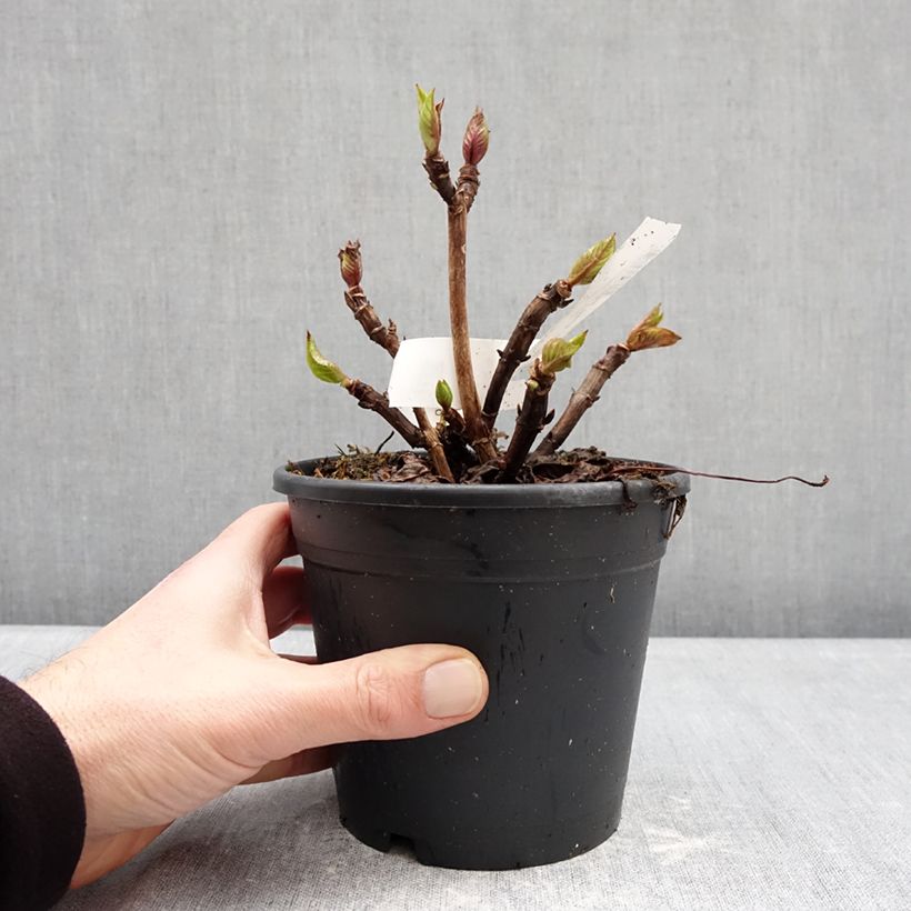 Exemplaar van Hydrangea macrophylla Zorro blauw - Schermhortensia Pot van 1 l/1,5 l zoals geleverd in de winter