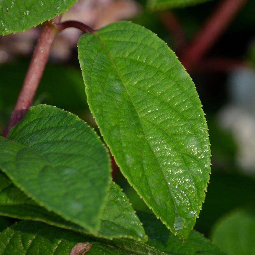 Hydrangea paniculata Bobo - Dwergpluimhortensia (Foliage)