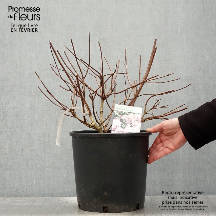 Example of Hydrangea paniculata Diamant Rouge - Hortensia paniculé Pot van 7,5 l/10 l as you get in hiver