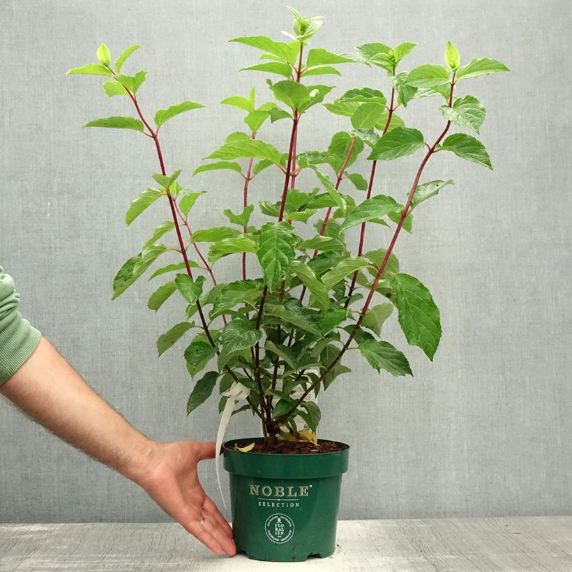 Exemplaar van Hydrangea paniculata Fraise Melba - Pluimhortensia Pot van 3 l/4 l zoals geleverd in de zomer