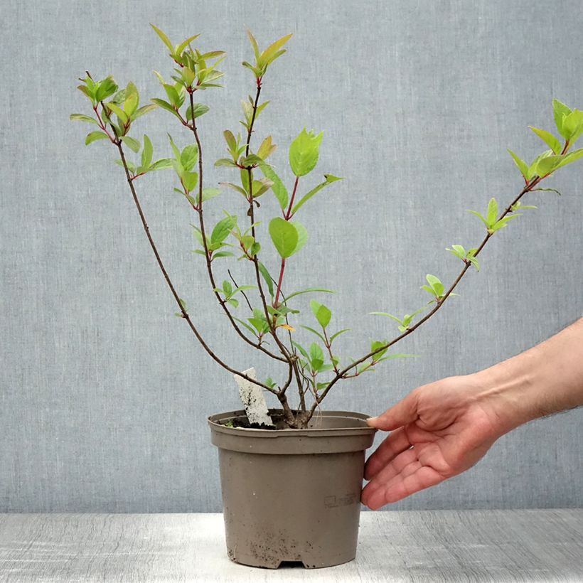 Exemplaar van Hydrangea paniculata Grandiflora - Pluimhortensia Pot van 3 l/4 l zoals geleverd in de zomer