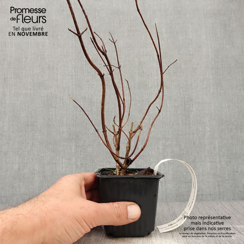 Exemplaar van Hydrangea paniculata Grandiflora - Pluimhortensia Kweekpotje van 8/9 cm zoals geleverd in de herfst