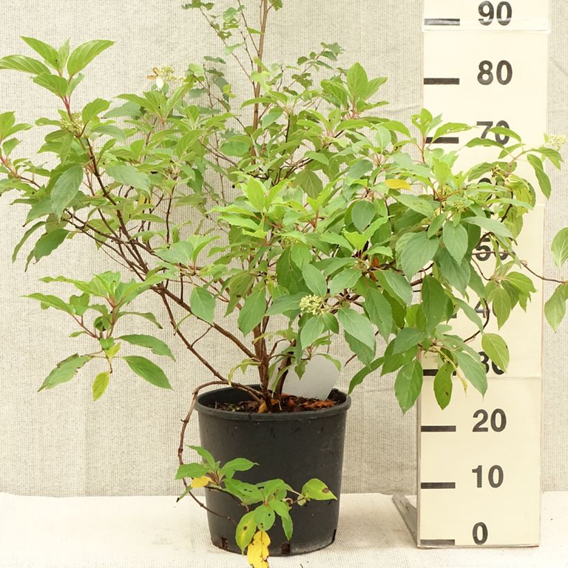 Exemplaar van Hydrangea paniculata Great Star Le Vasterival - Pluimhortensia Pot van 7,5 l/10 l zoals geleverd in de zomer
